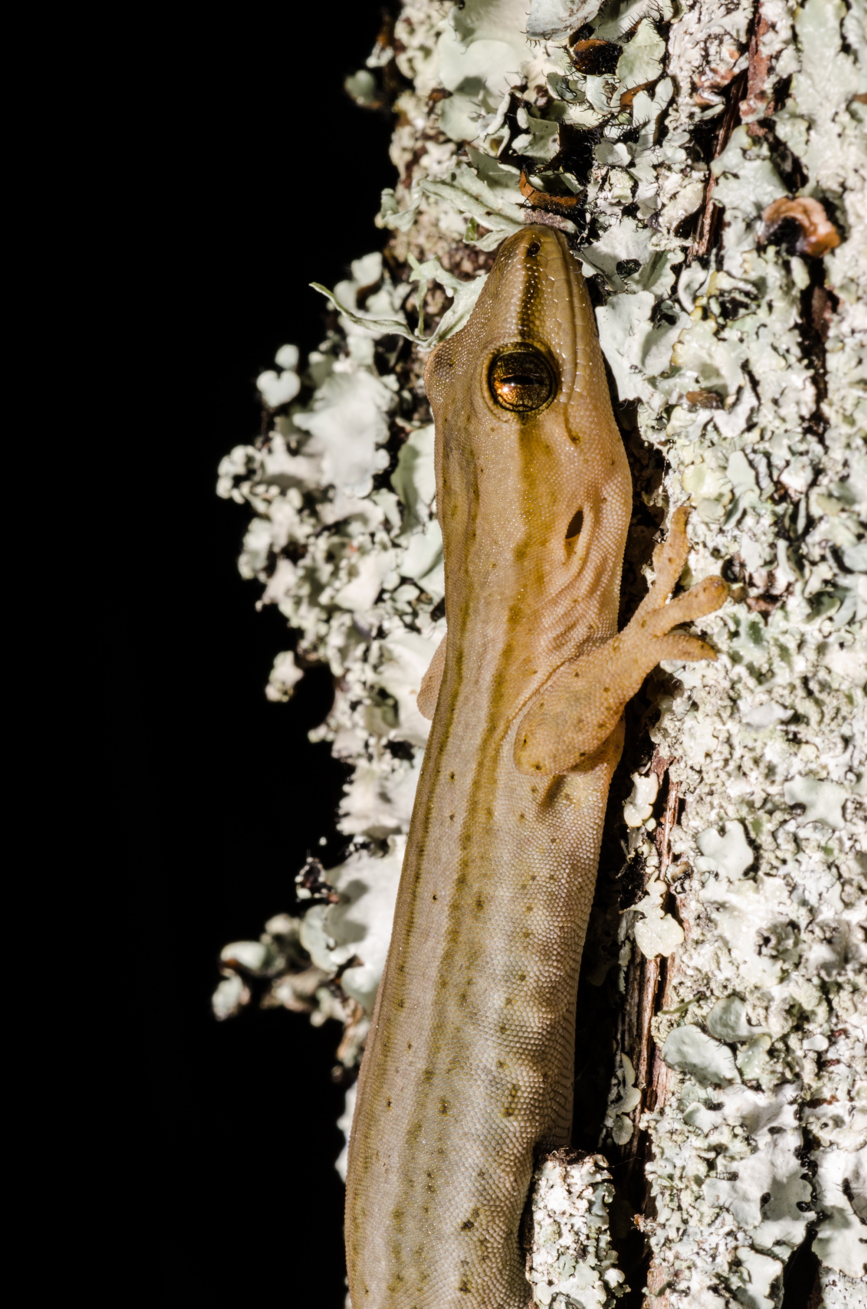 DSC_4321 – Gold, striped, Gecko, Woodworthia, chrysosiretica, lizard, taranaki, Crispin, reptiles, amphibians, rare, cold, blood, new, new zealand, zealand, nz